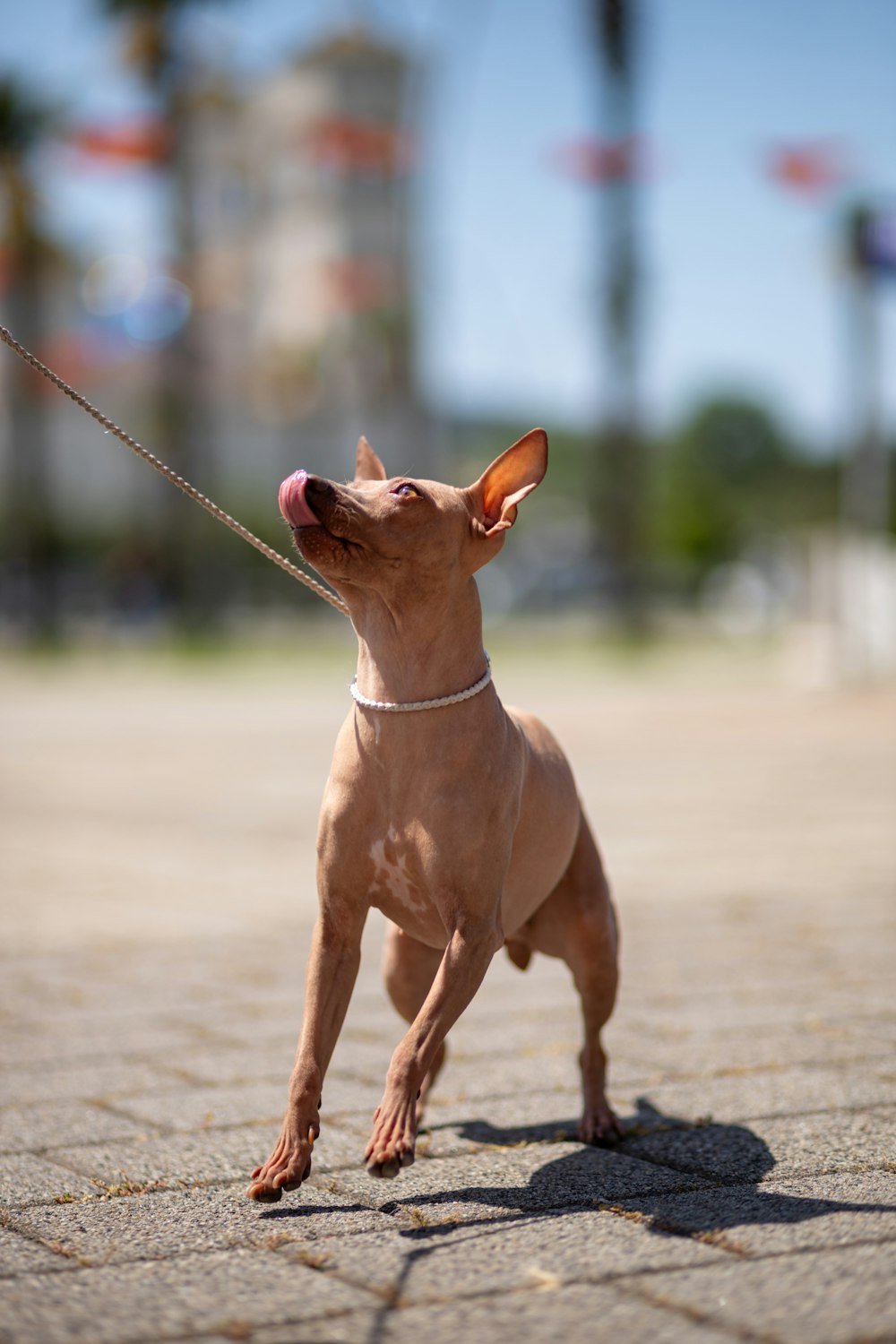 a small brown dog standing on top of a sidewalk