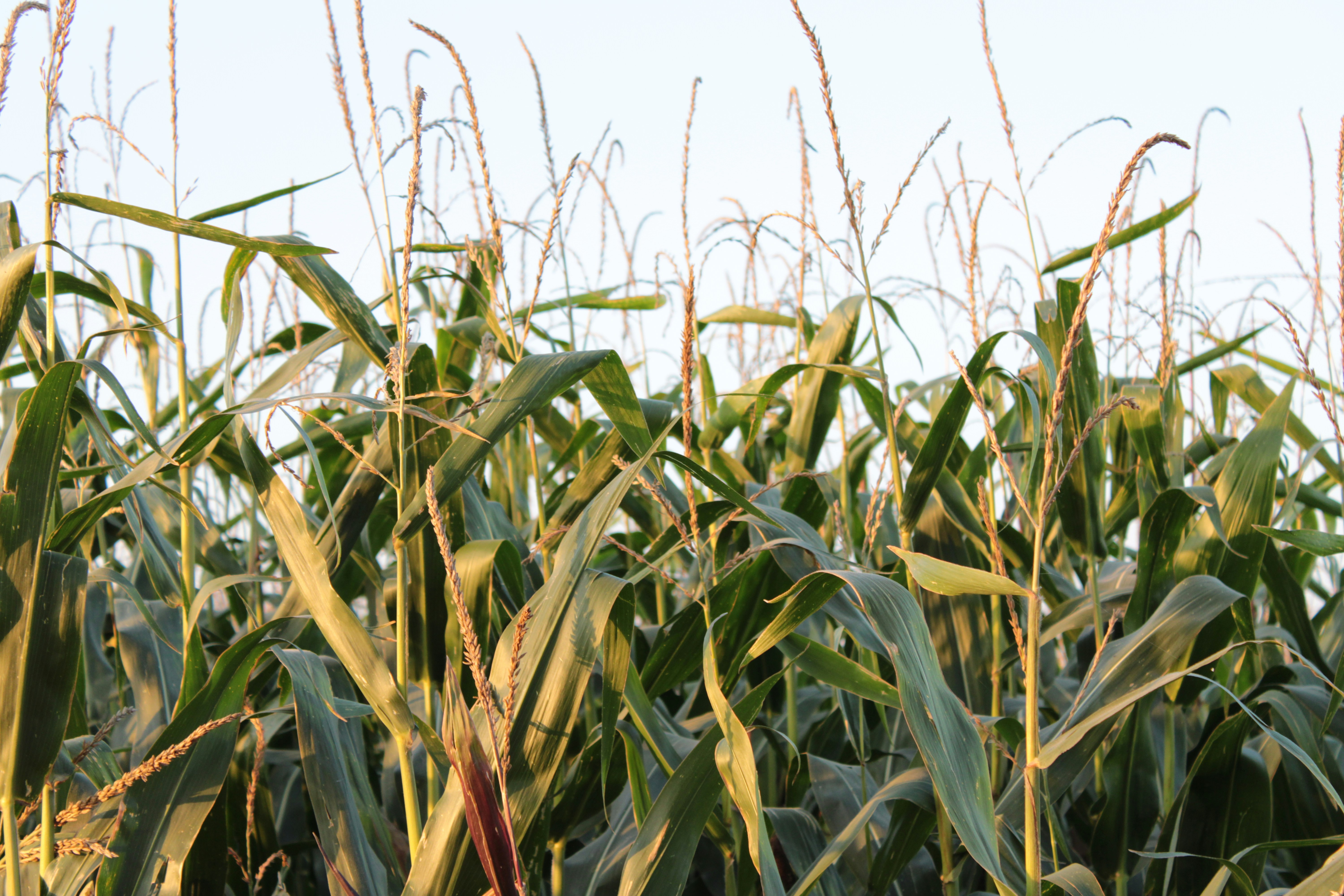 Photo by venom_shade