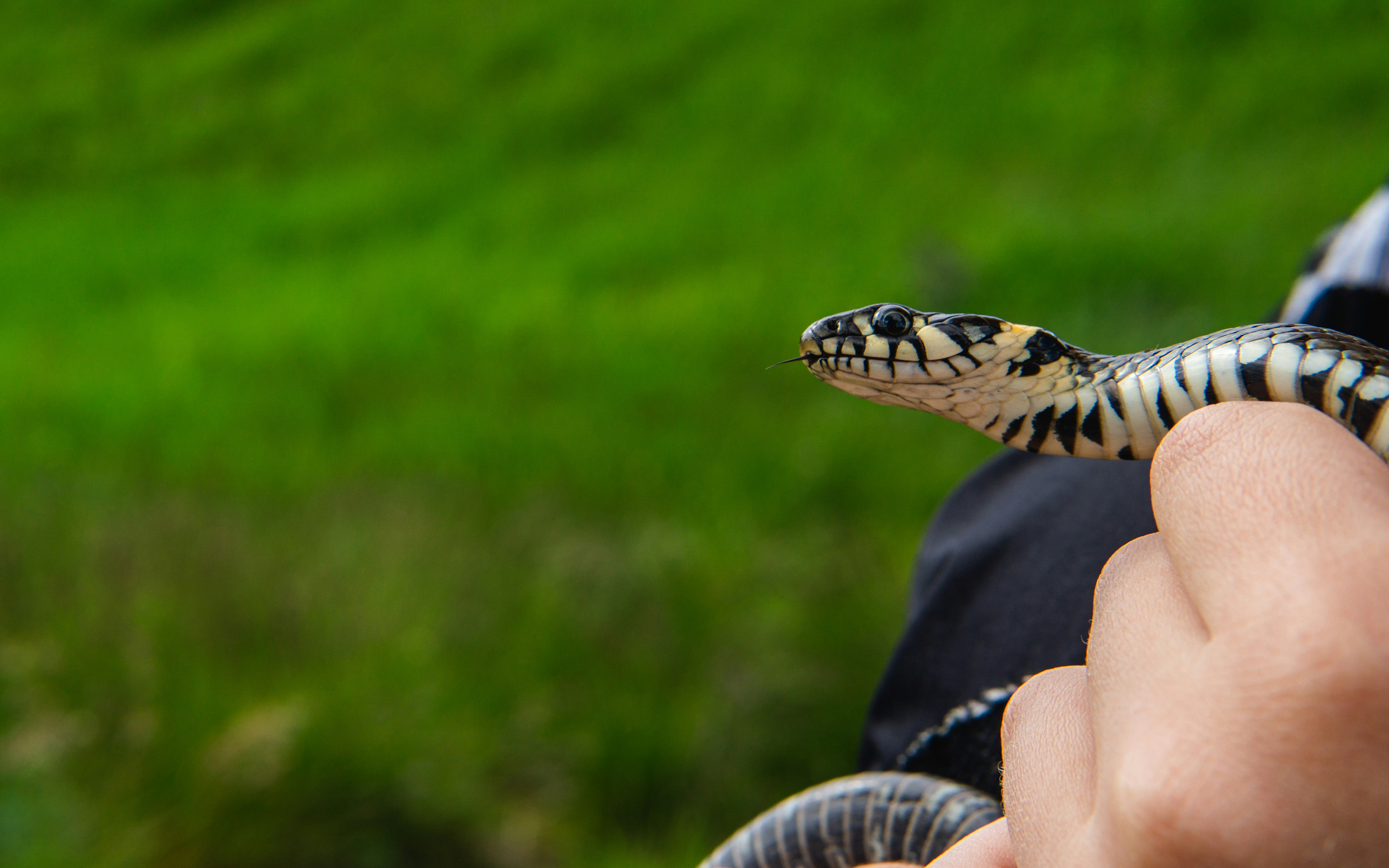 Reproduction and Life Cycle (image credits: unsplash)