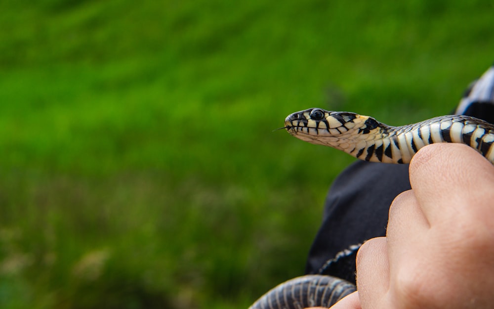 a person holding a small snake in their hand