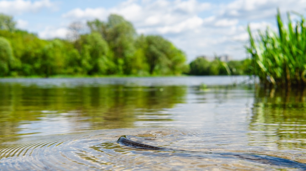 a body of water with trees in the background