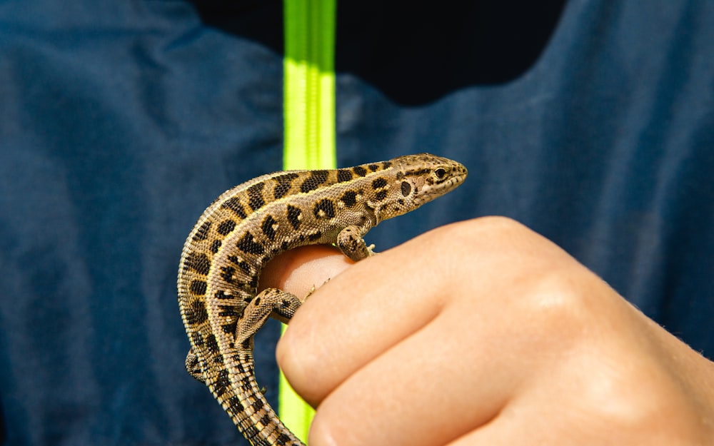 a person holding a small lizard in their hand