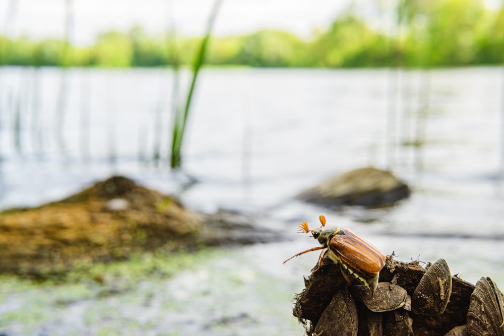 a bug sitting on top of a piece of wood