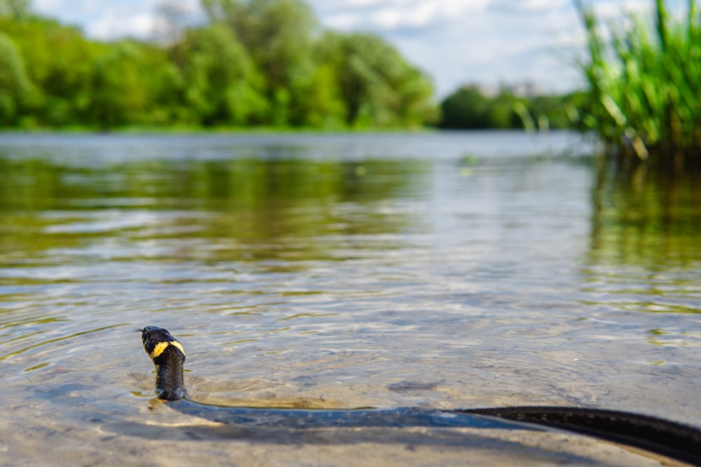 a snake is in the water near the shore