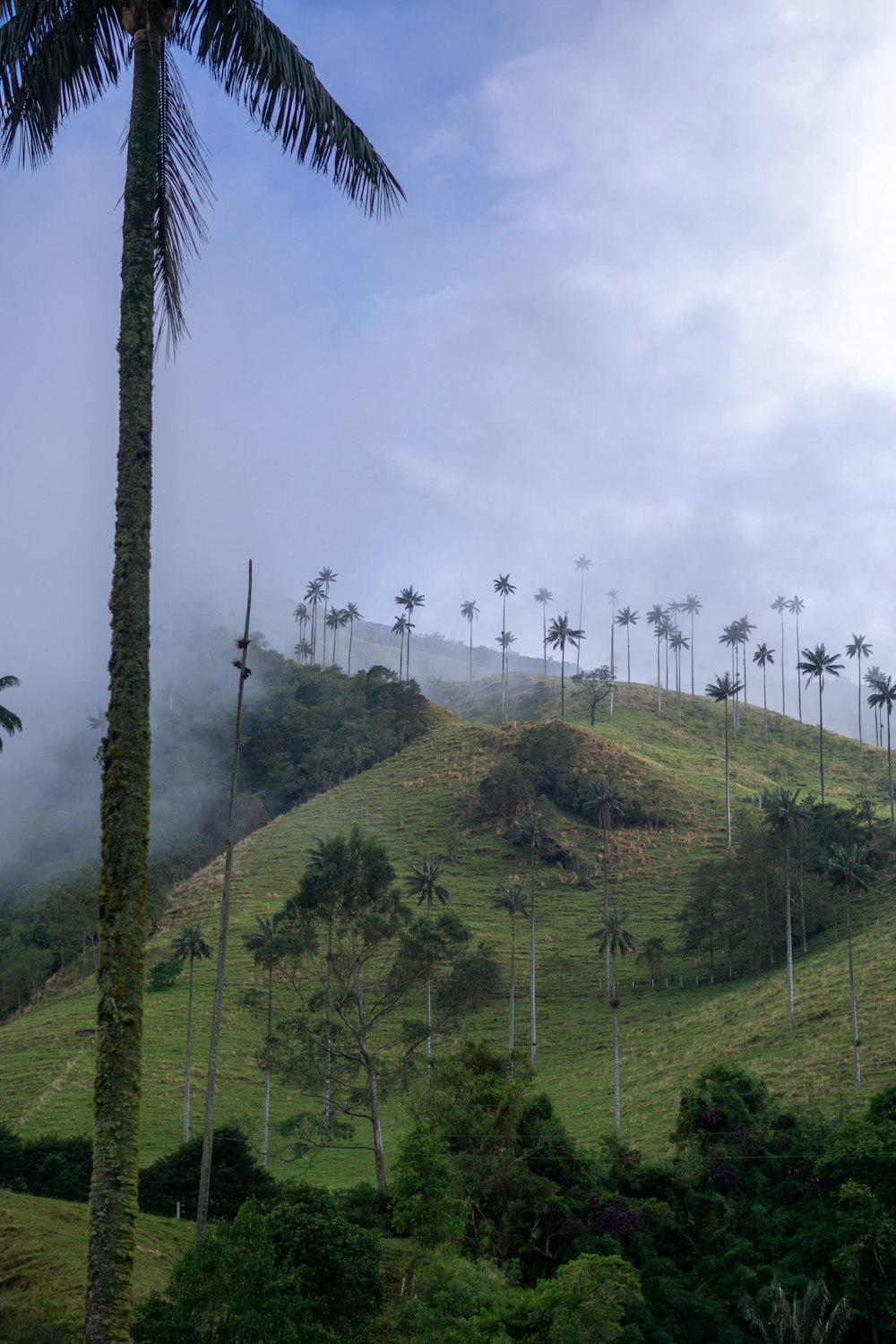 a lush green hillside covered in palm trees