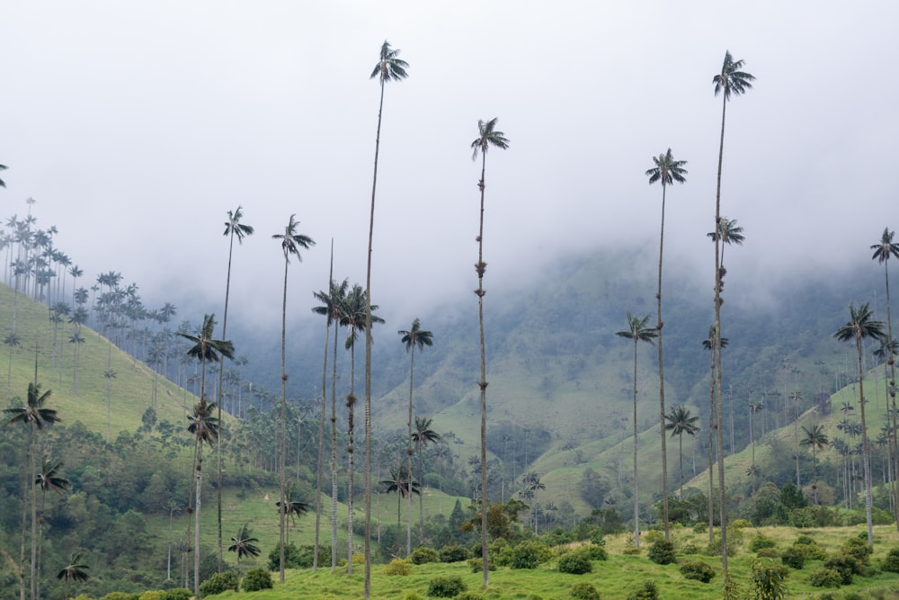 un gruppo di palme che si erge nel mezzo di una collina verde lussureggiante