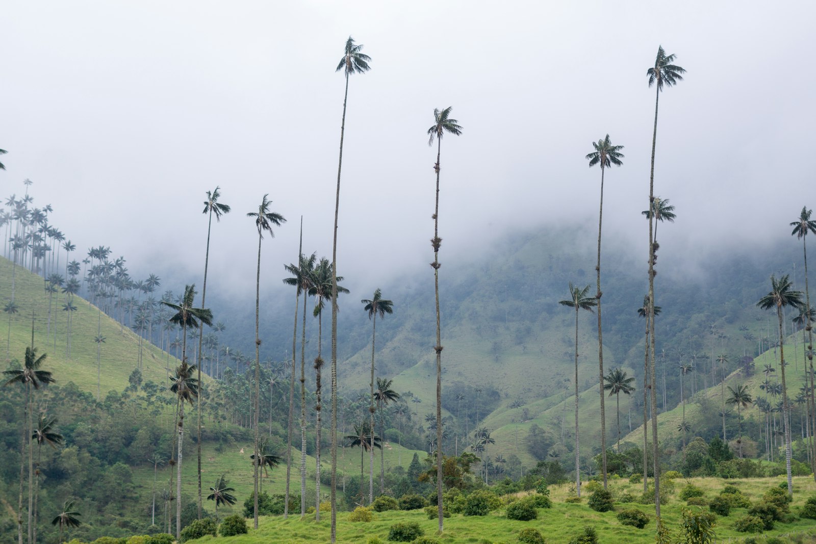Towering Quindío wax palms rising from green pastures into the mist of the Cocora Valley