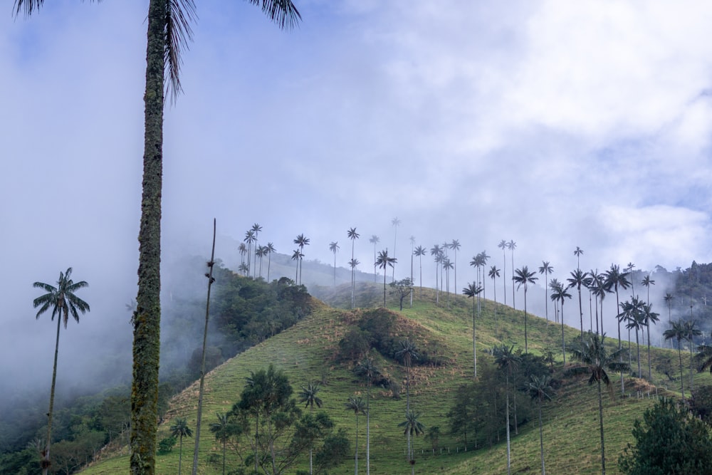 una collina verde e lussureggiante ricoperta di palme