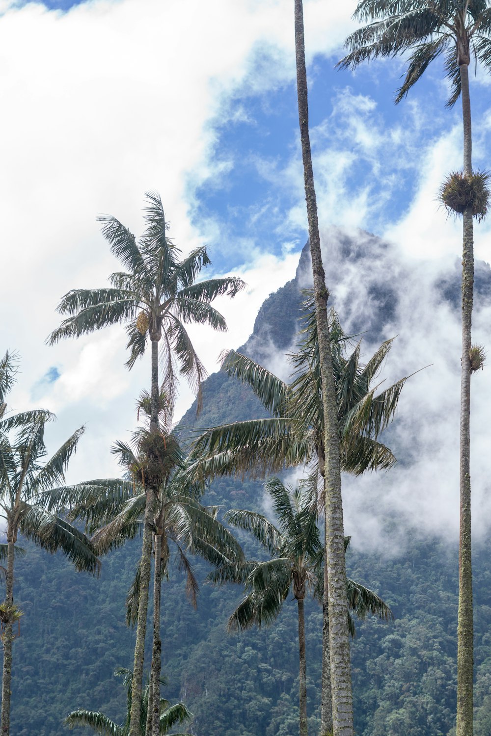 a group of palm trees with a mountain in the background