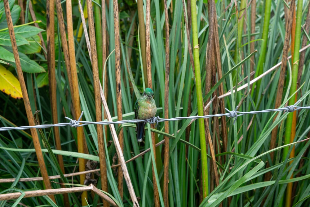 a small bird perched on a barbed wire