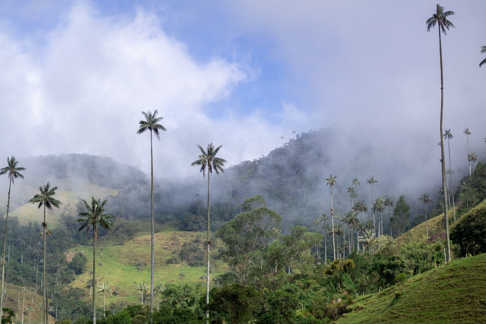 Una veduta di una montagna con un mazzo di palme in primo piano