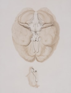 a drawing of a human brain and a hand