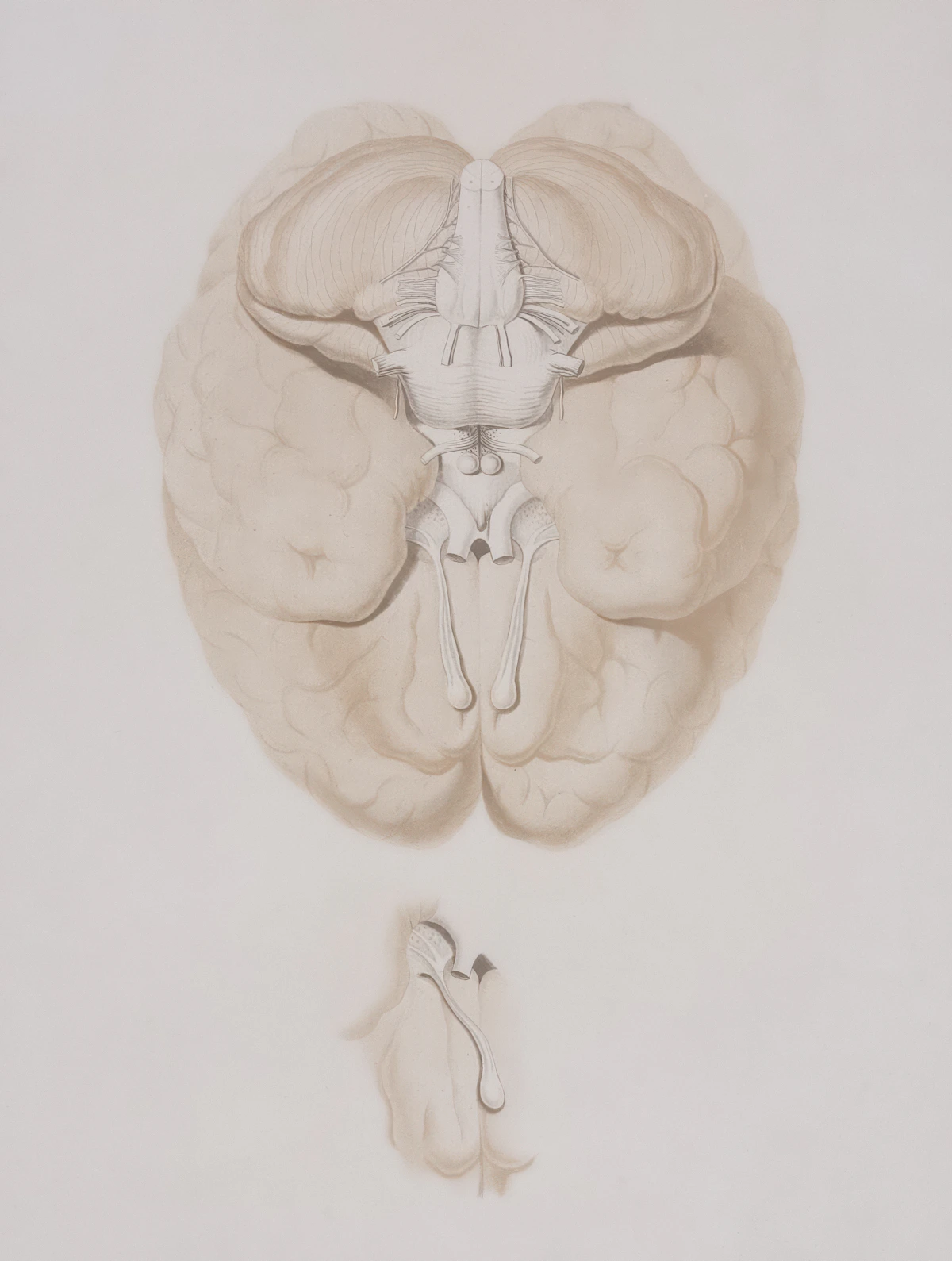 Brain and mind illustration
