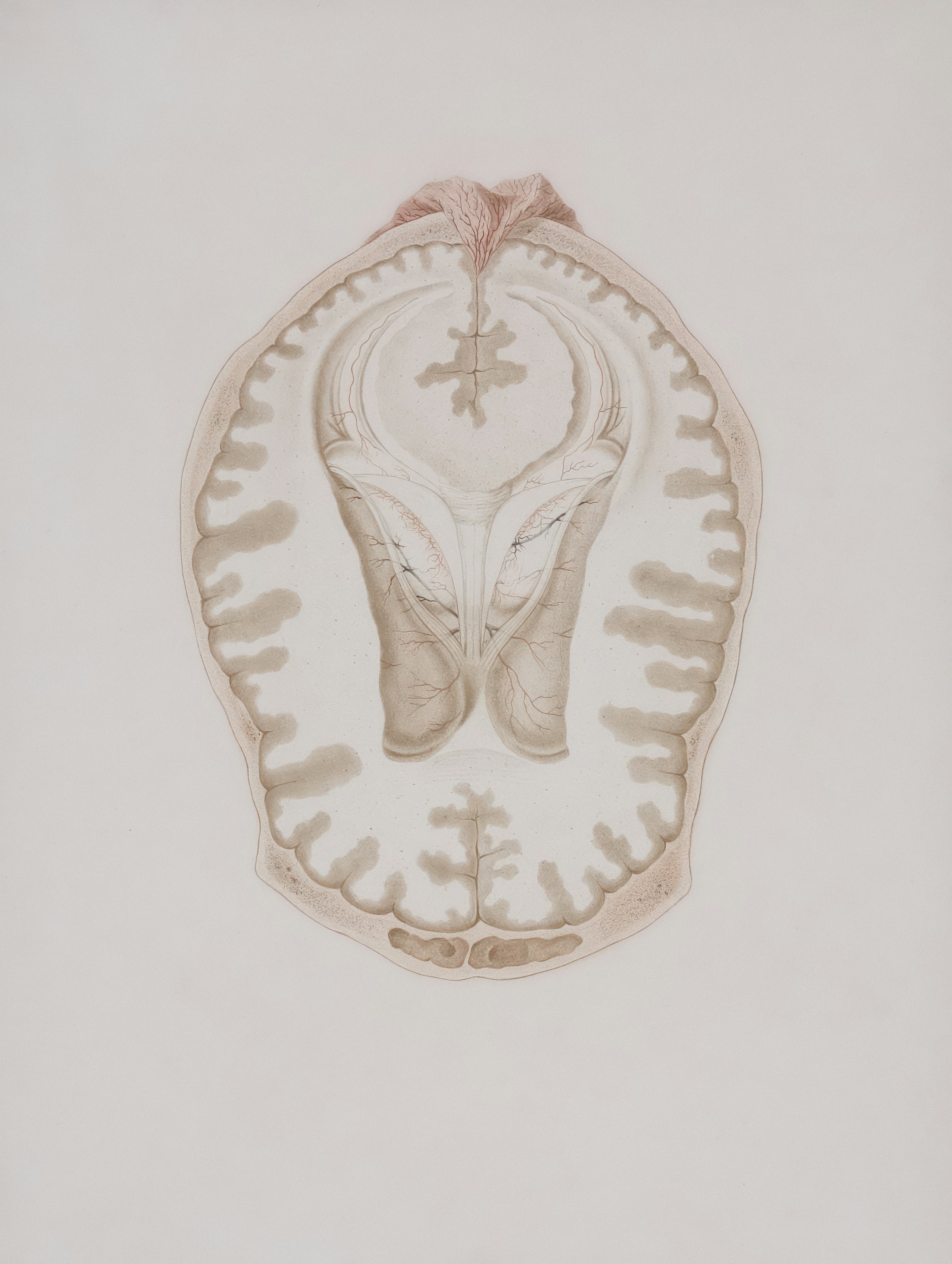 Surgery Helps Young Cat with Serious Stomach Issues