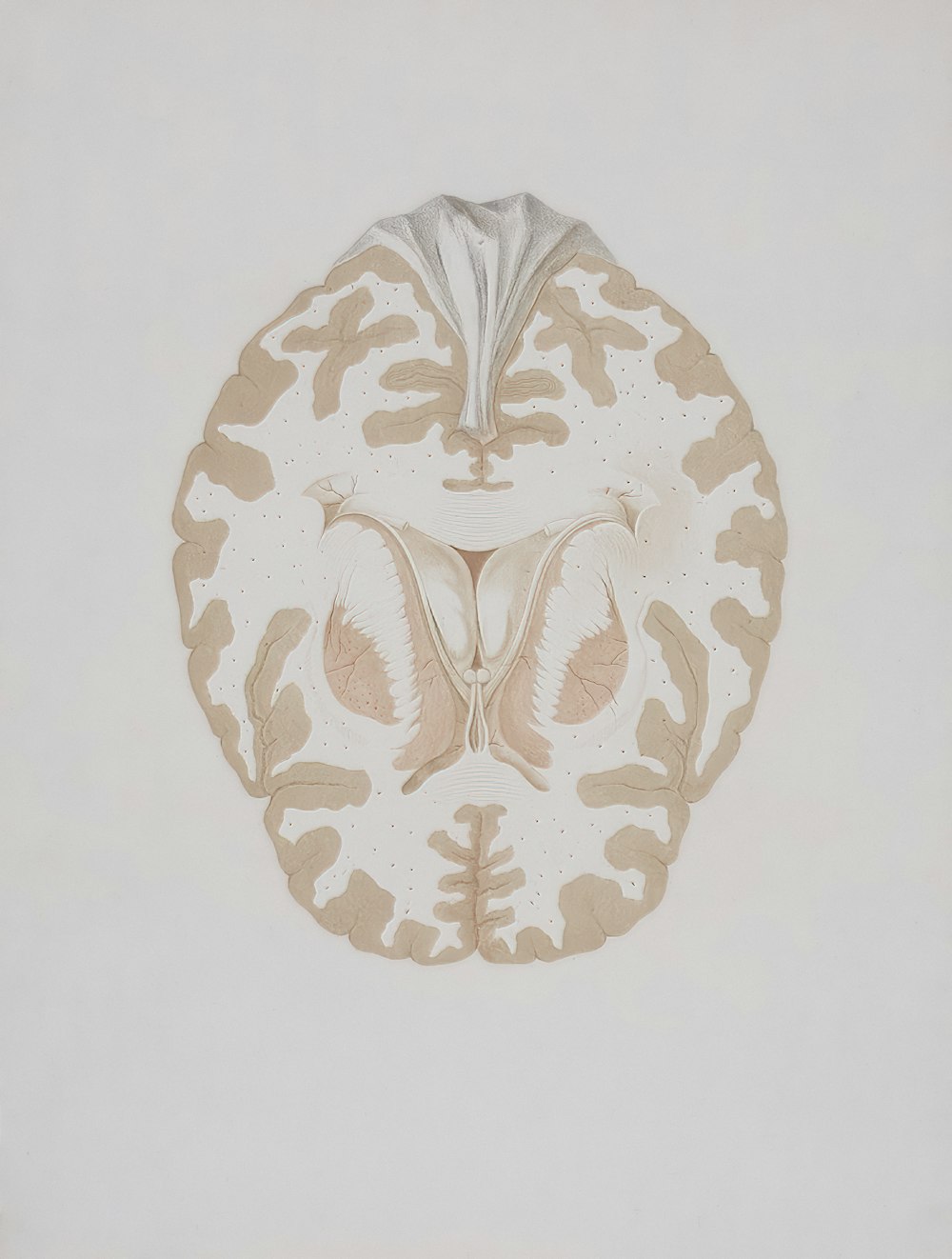 a drawing of a white and brown flower on a white background