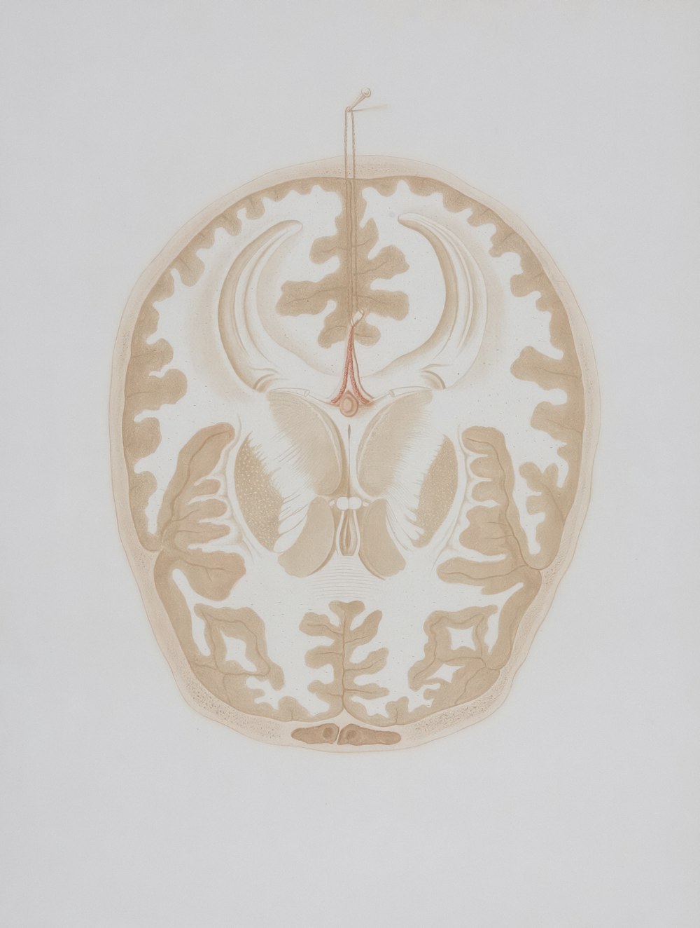 a drawing of a human skull with a cross section