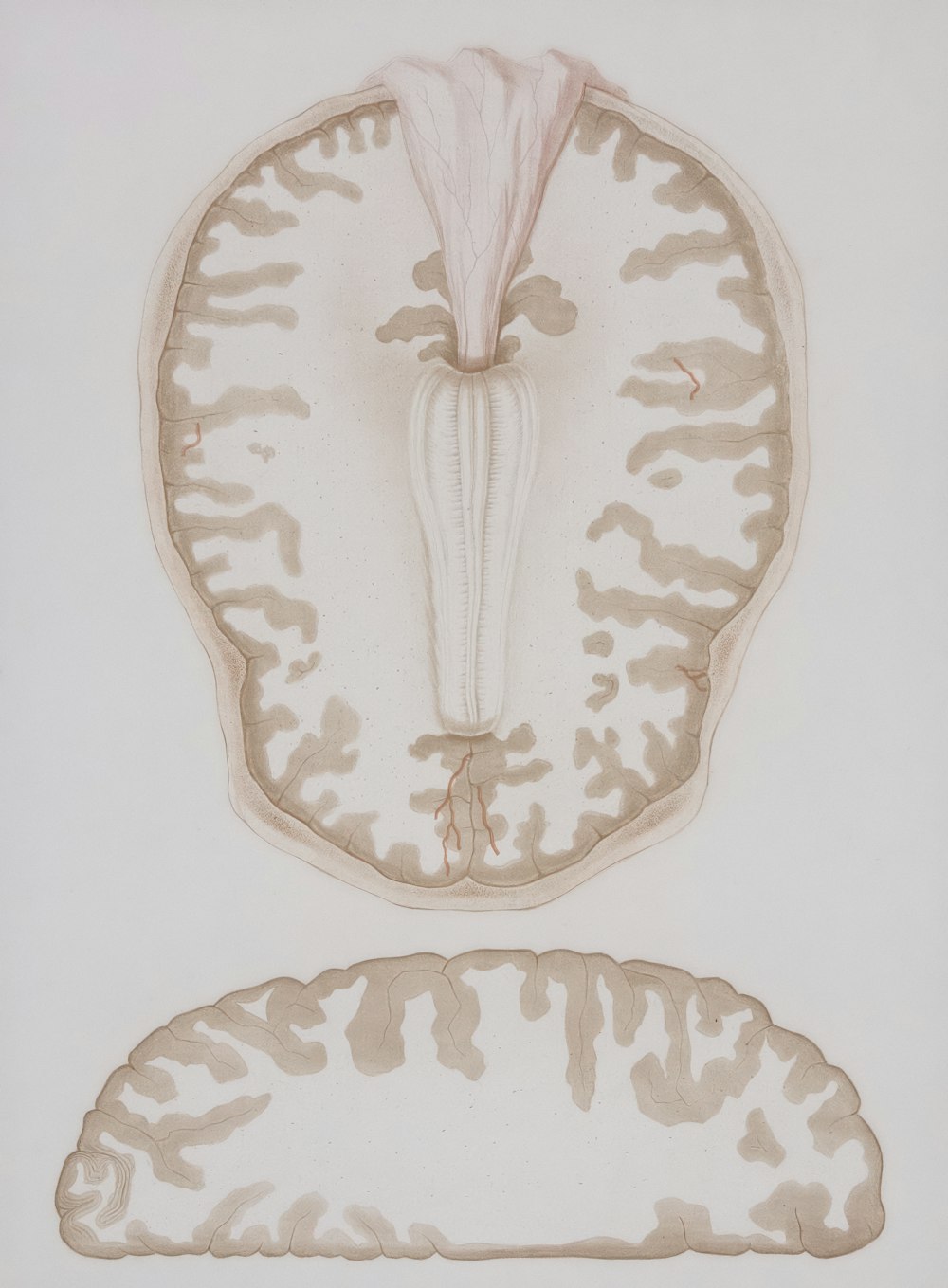 a drawing of a brain and a section of the brain