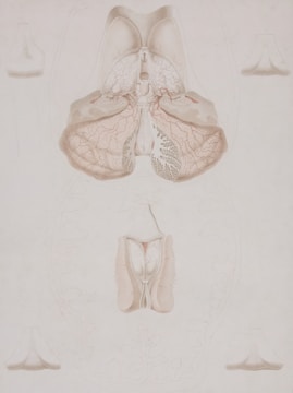 a drawing of a diagram of the human body