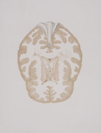 a drawing of a human brain in a white background