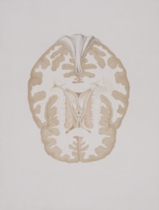 a drawing of a human brain in a white background