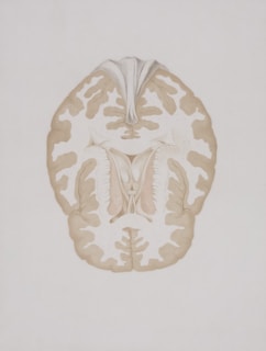 a drawing of a human brain in a white background