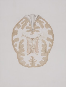 a drawing of a human brain in a white background