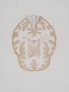 a drawing of a human brain in a white background