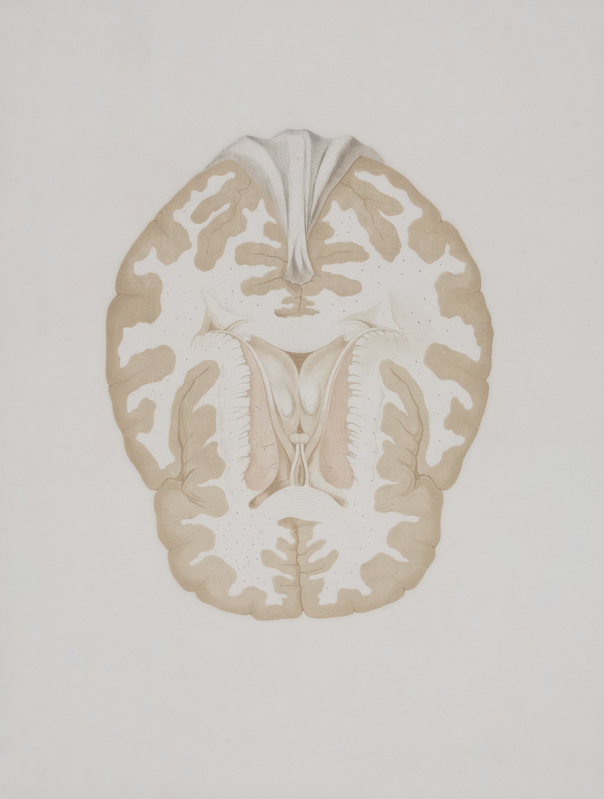 a drawing of a human brain in a white background