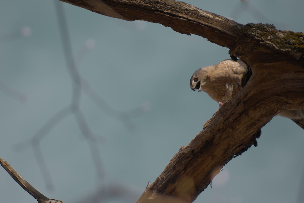 a bird is perched on a tree branch