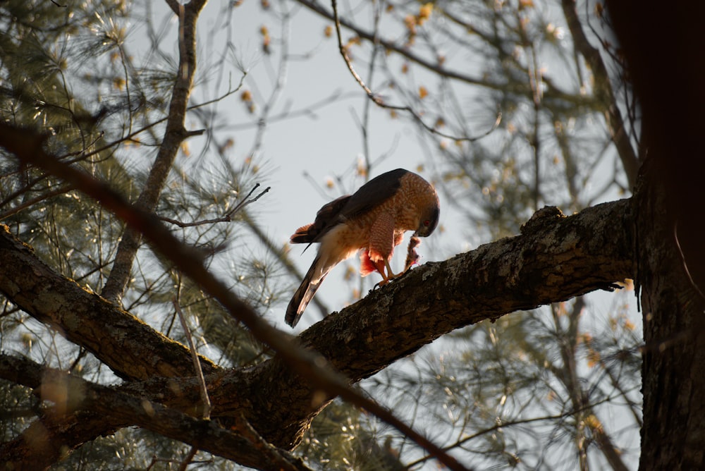 a bird perched on a branch of a tree