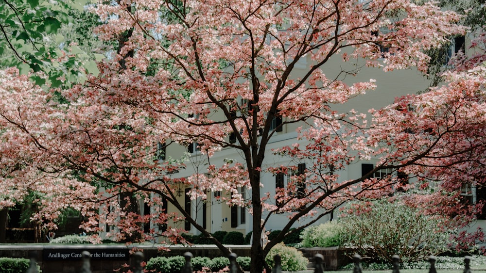 a tree with pink flowers in front of a building