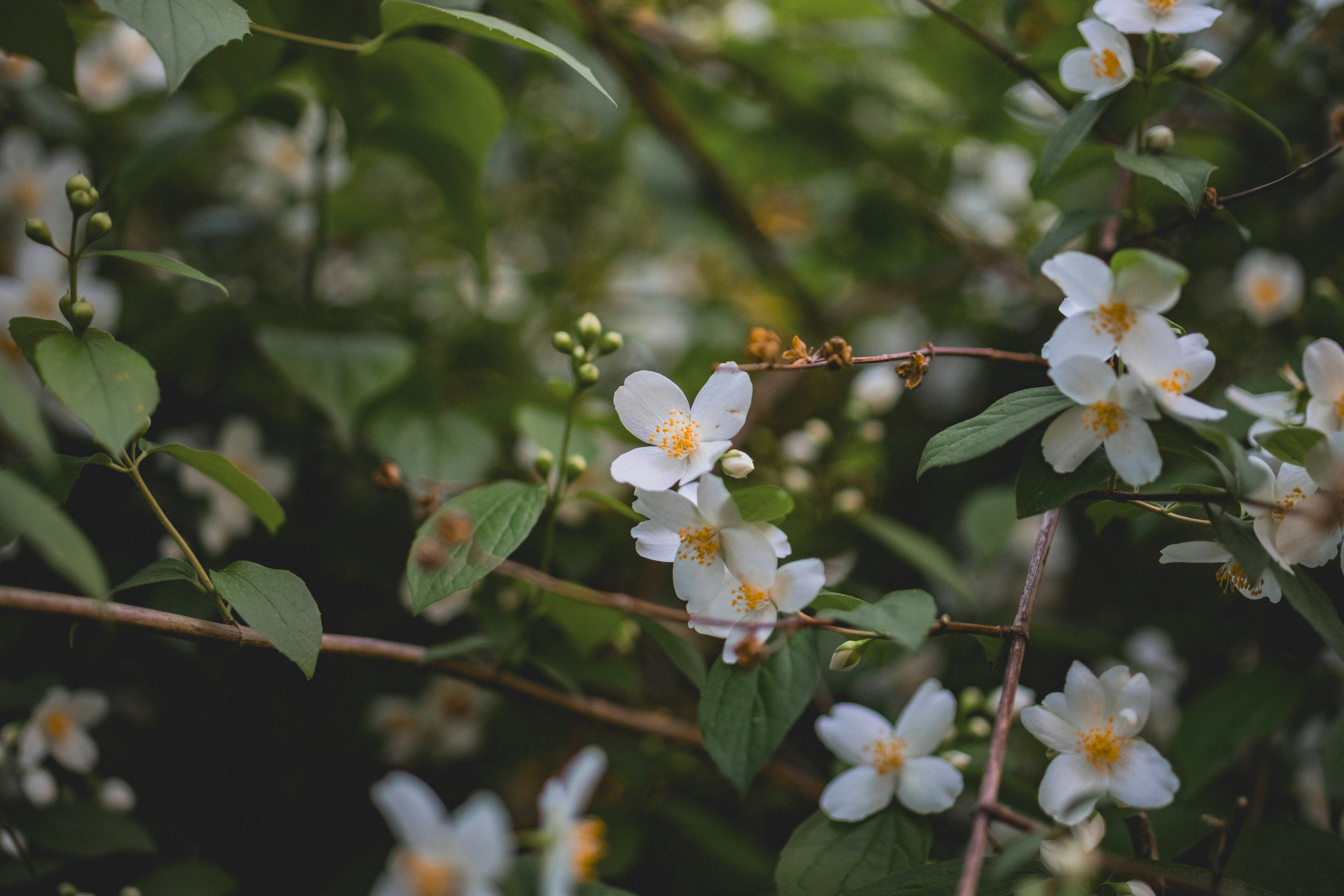 Photo by sentimaprinco