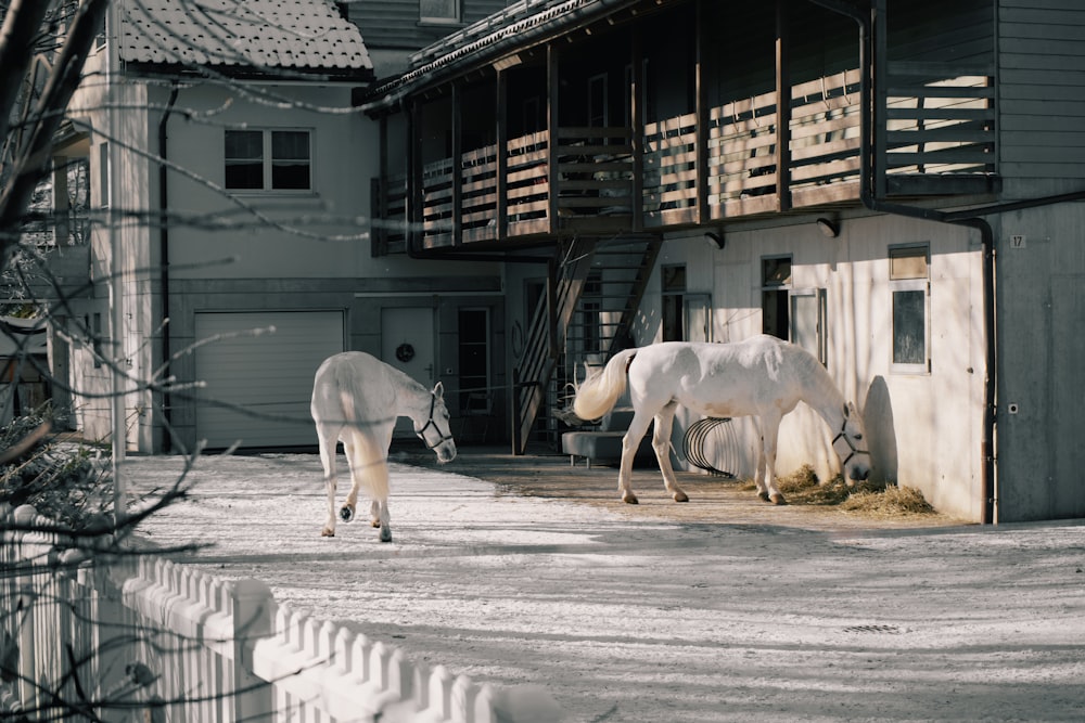 a couple of white horses standing next to each other