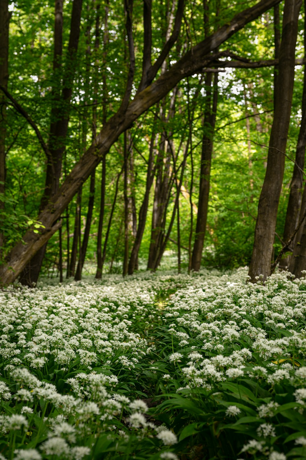 흰 꽃이 가득한 무성한 녹색 숲