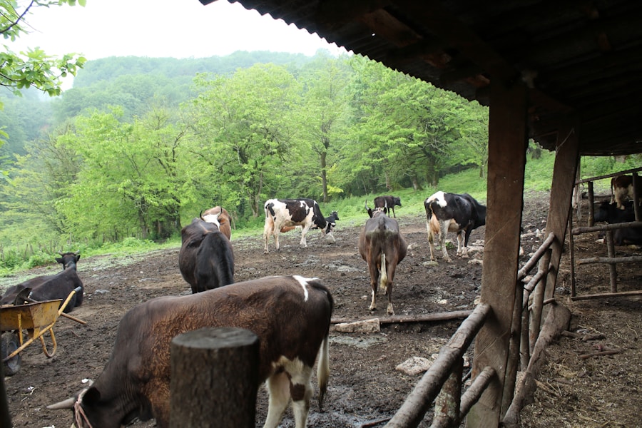 Šokantni rezultati analize: Mleko u Srbiji zagađeno opasnim aflatoksinima, koncentracija katastrofalna!