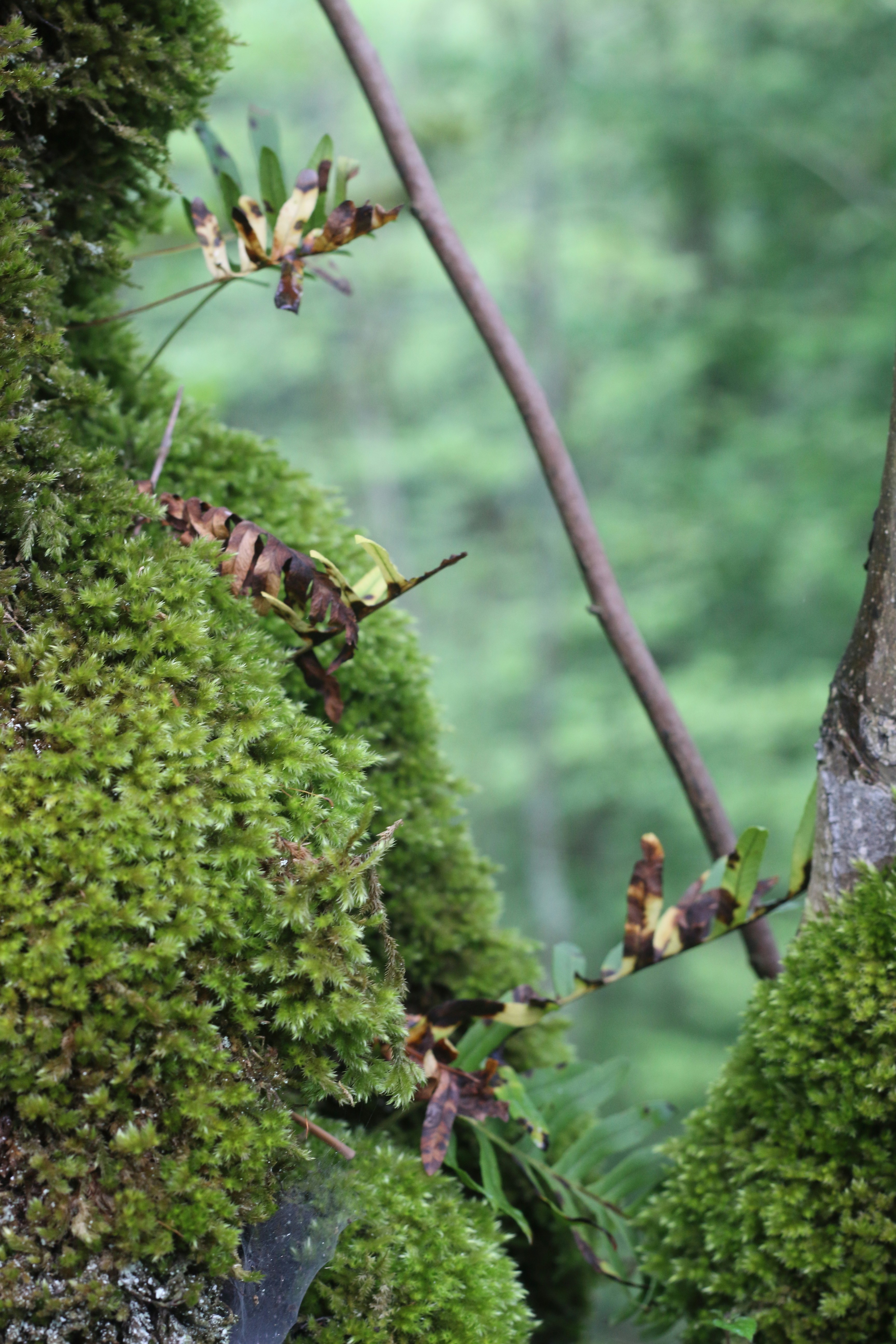 Photo by saleh_aka_jim