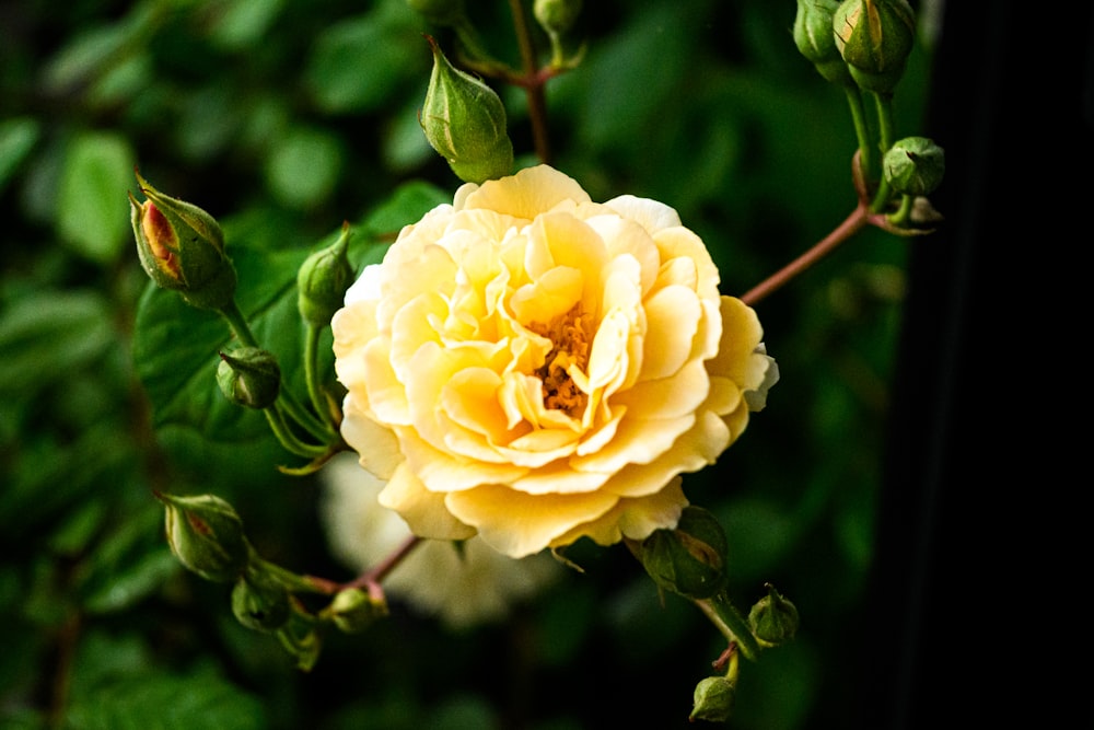 a yellow flower with green leaves in the background