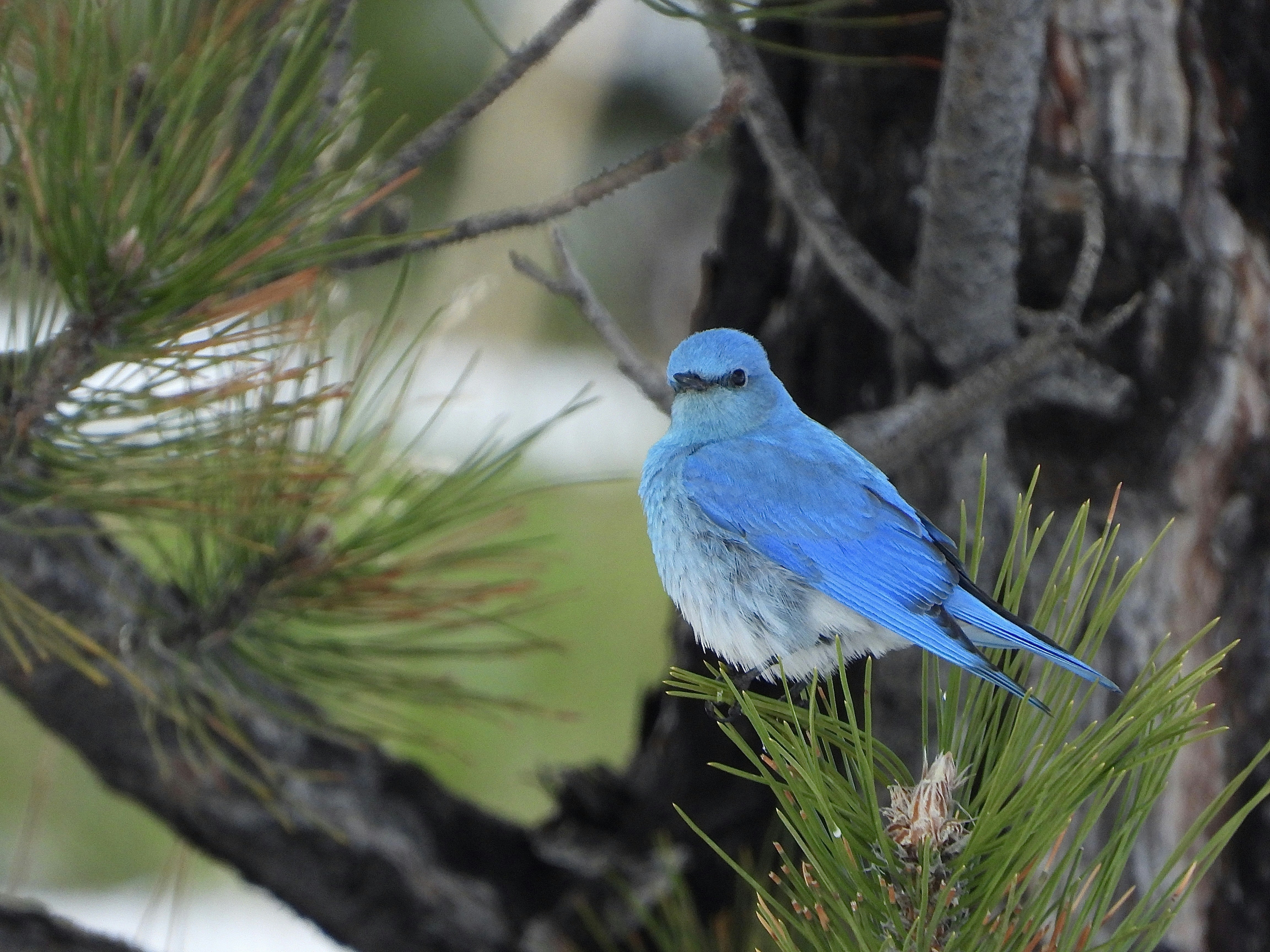 KIRO의 Powers와 Claude의 Agent Skills 비교하기