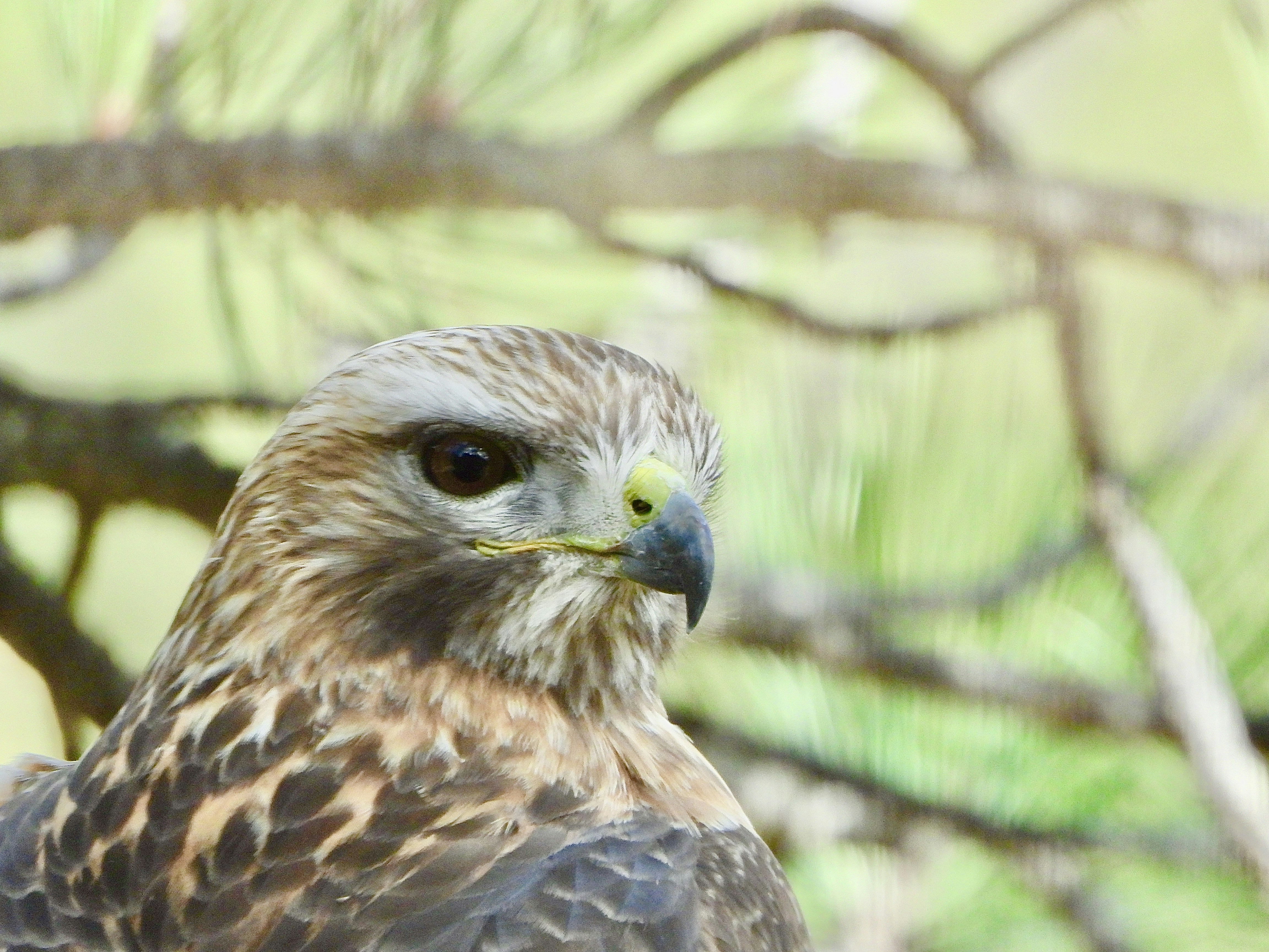 Photo by evergreene24