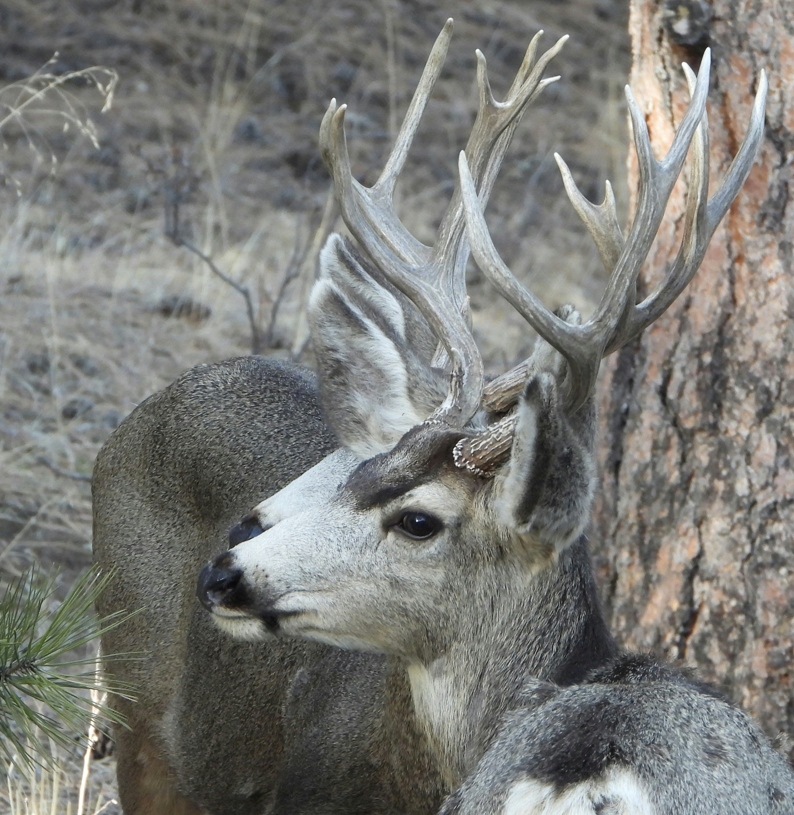 Photo by evergreene24