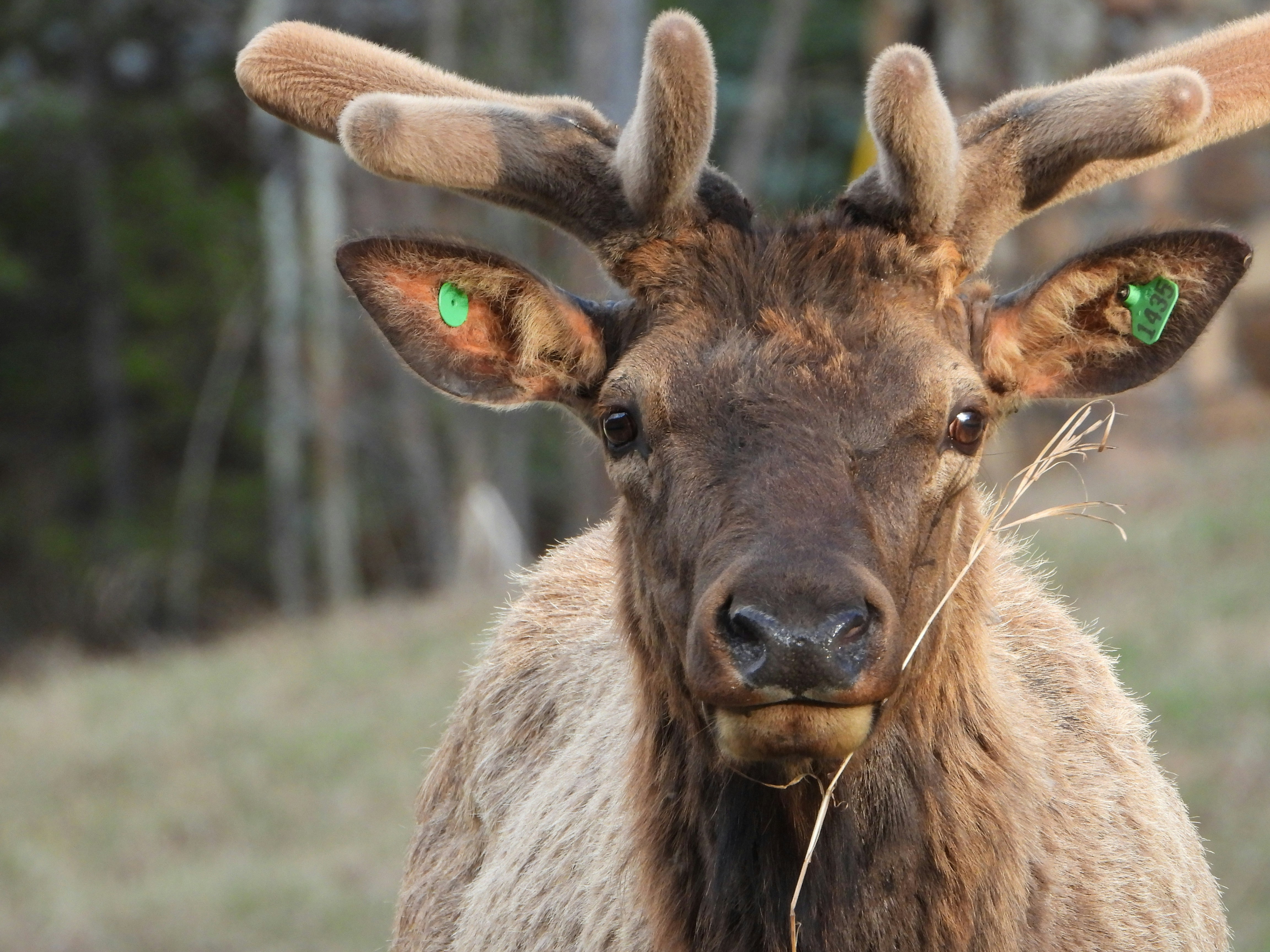 Photo by evergreene24