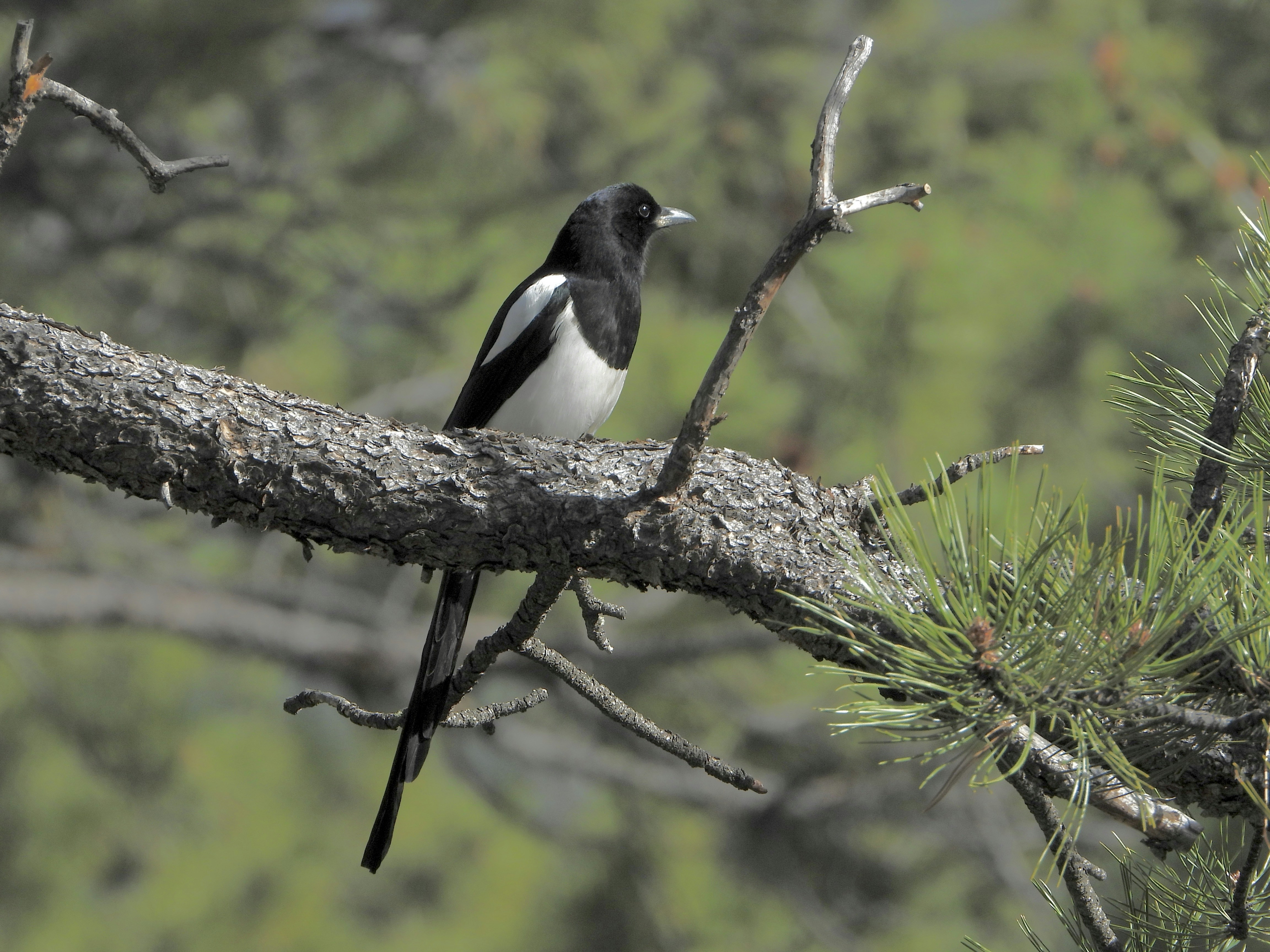 Photo by evergreene24