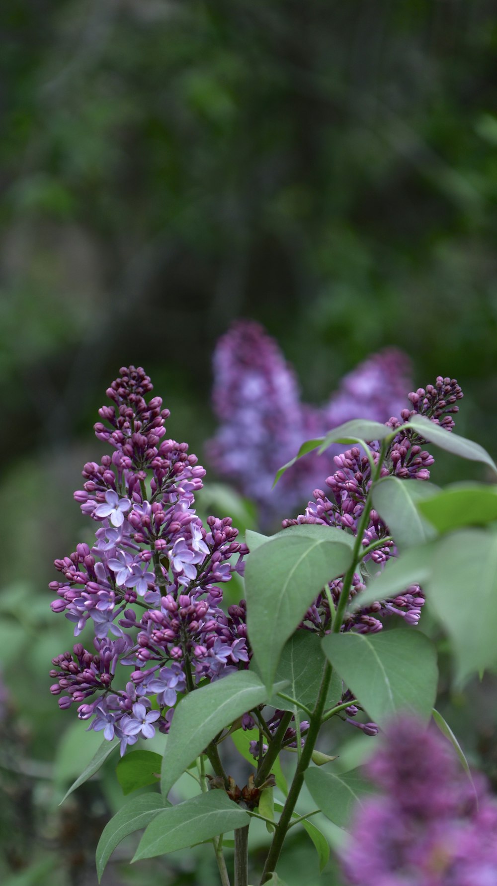 ein Strauß violetter Blüten mit grünen Blättern