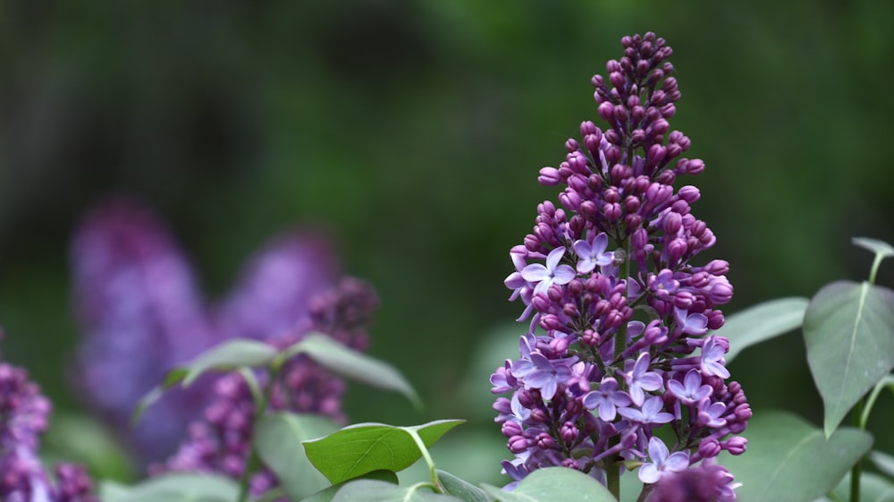 Un primer plano de una flor púrpura con hojas verdes