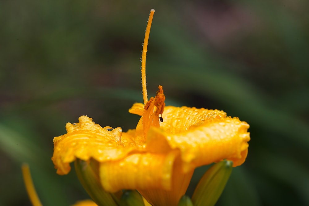 a close up of a yellow flower with drops of water on it