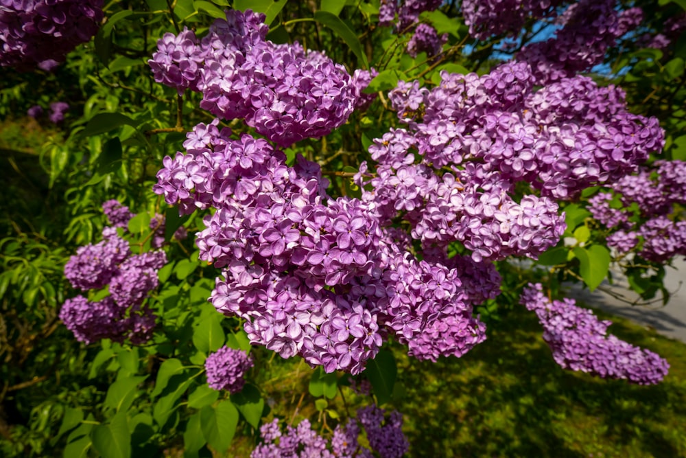木に咲く紫色の花の束