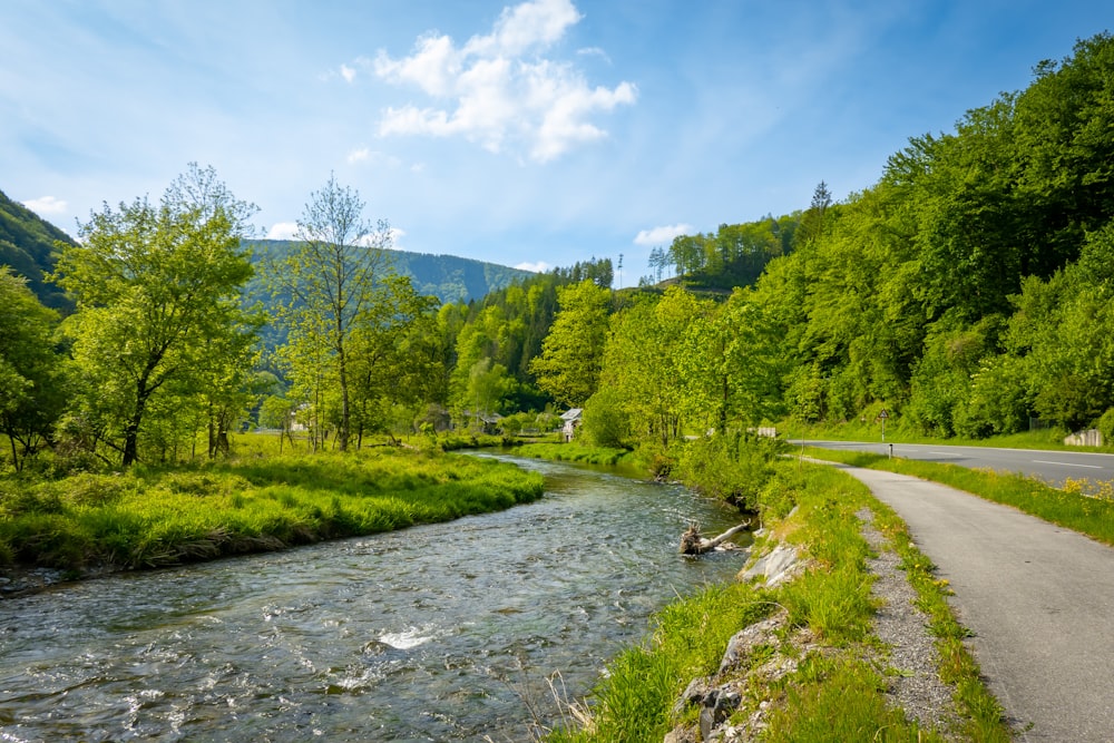 a river running through a lush green forest