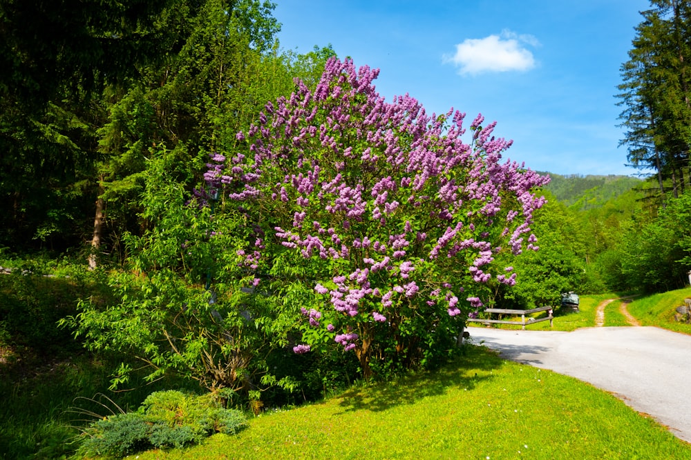 a purple flowering bush next to a road