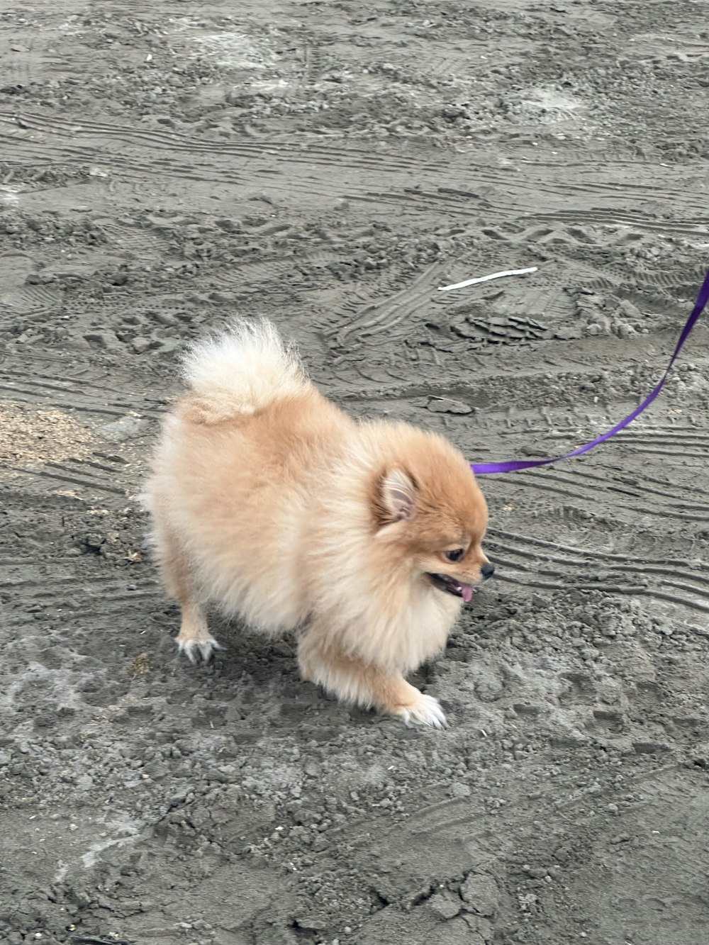 a small brown dog walking on top of a dirt field