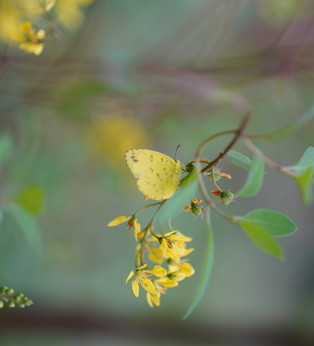 a yellow butterfly sitting on top of a yellow flower